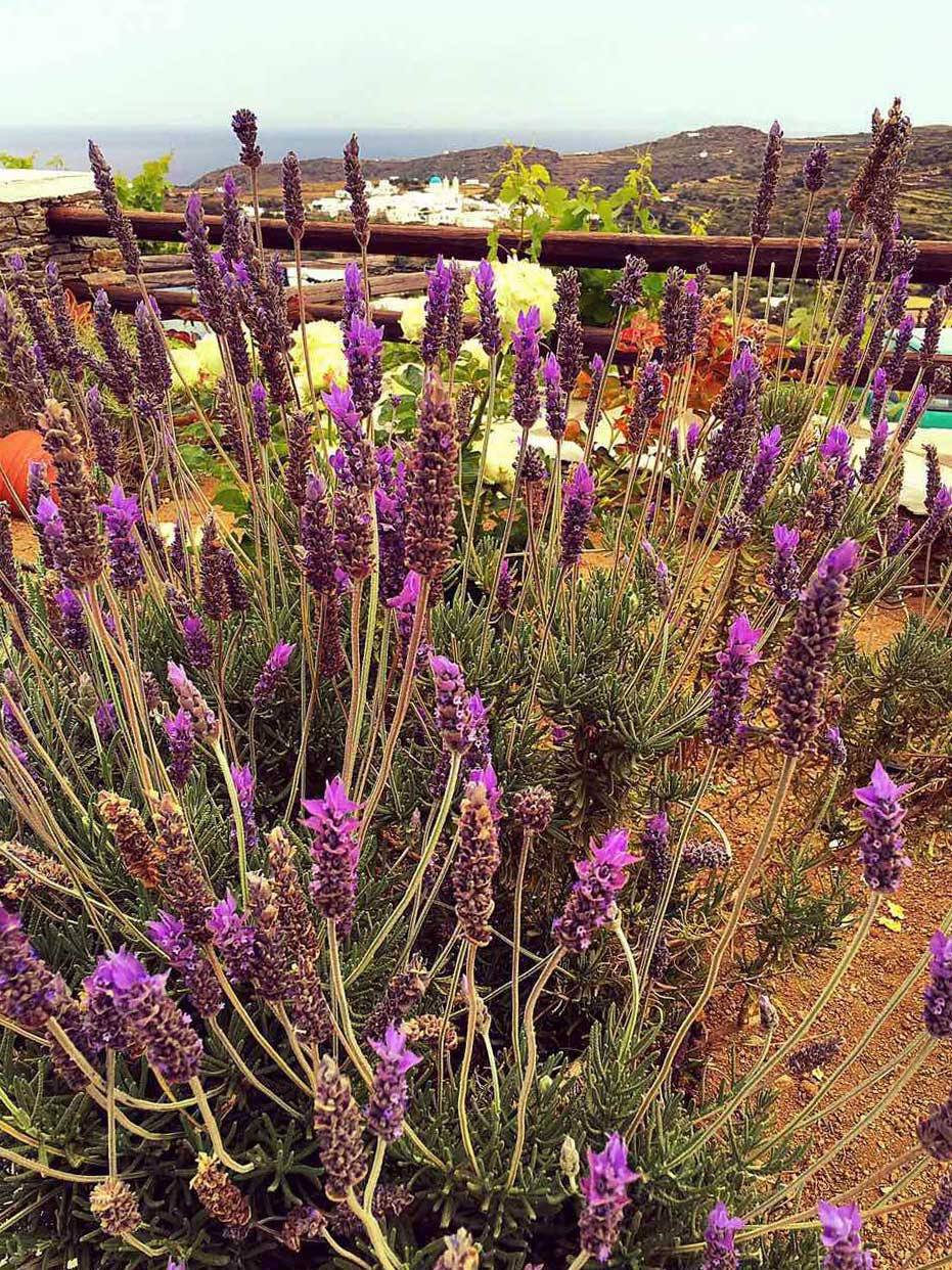 La lavande en fleurs dans le jardin