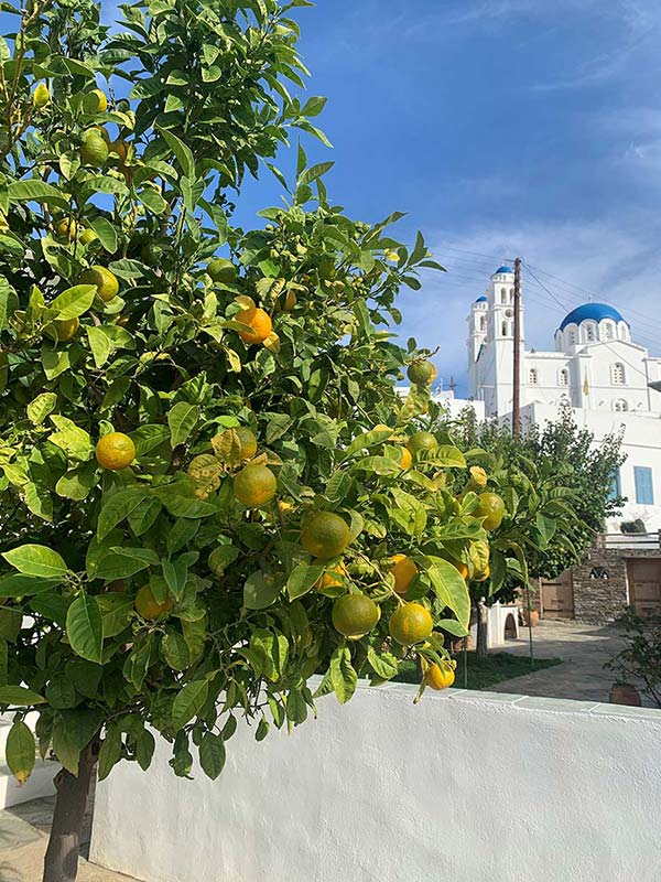 Citronnier en fleurs et église d'Agios Ioannis